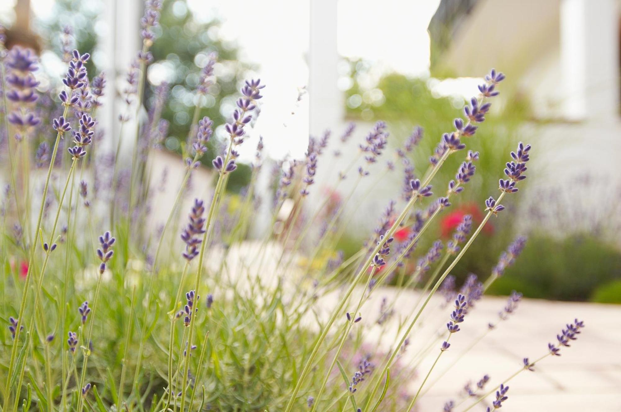 Naturhotel Ruegers Forstgut